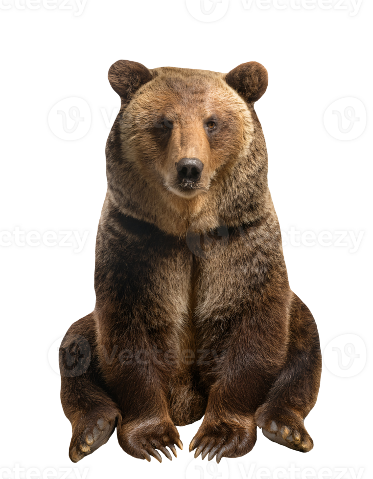 majestic brown bear sitting calmly with detailed fur texture, wild forest animal on isolated background for nature and wildlife themes png