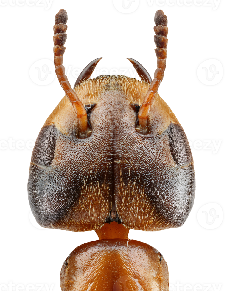 ant head closeup macro view showing detailed texture and structure on isolated background png