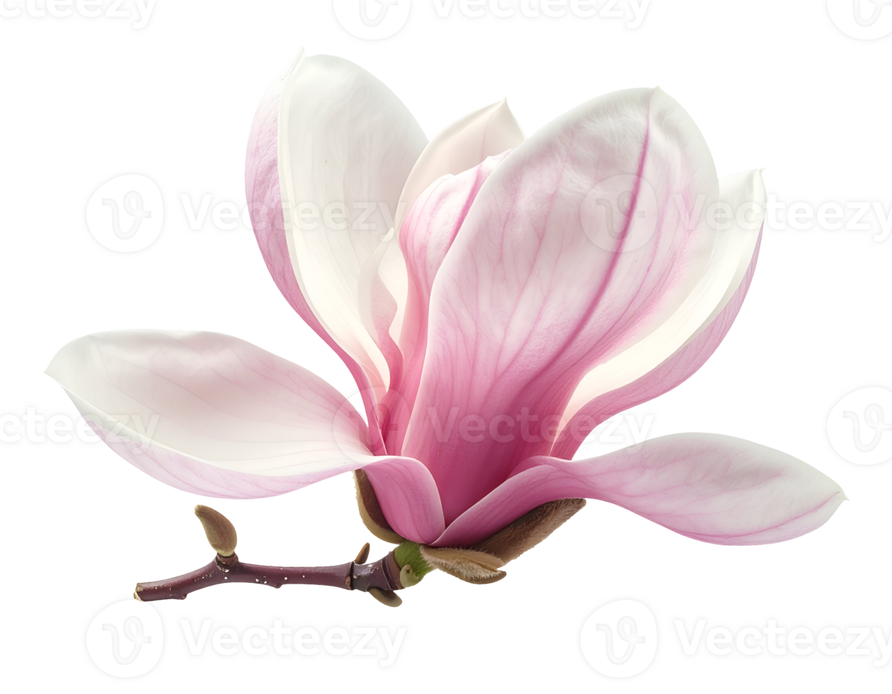 realistic soft pink magnolia flower in gentle breeze with branch on isolated background png