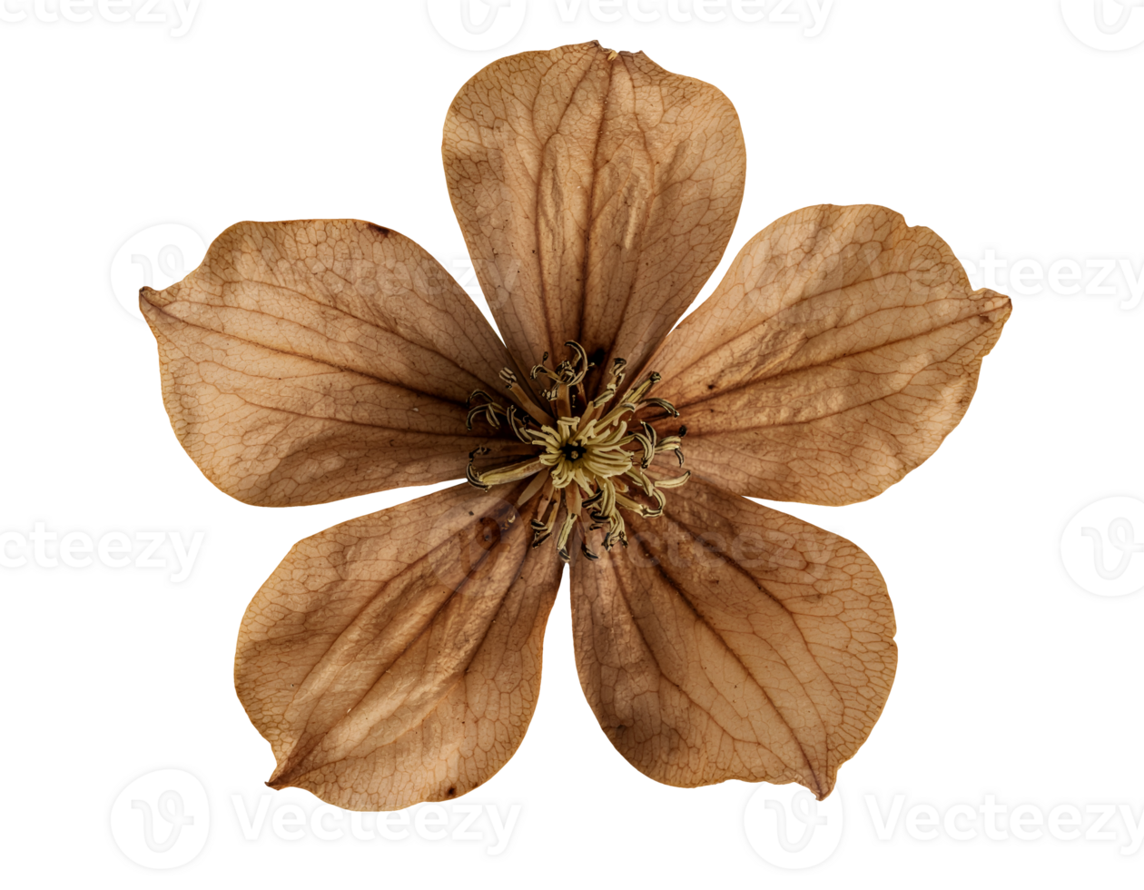top view of a dried vintage brown flower with fragile petals on isolated background png
