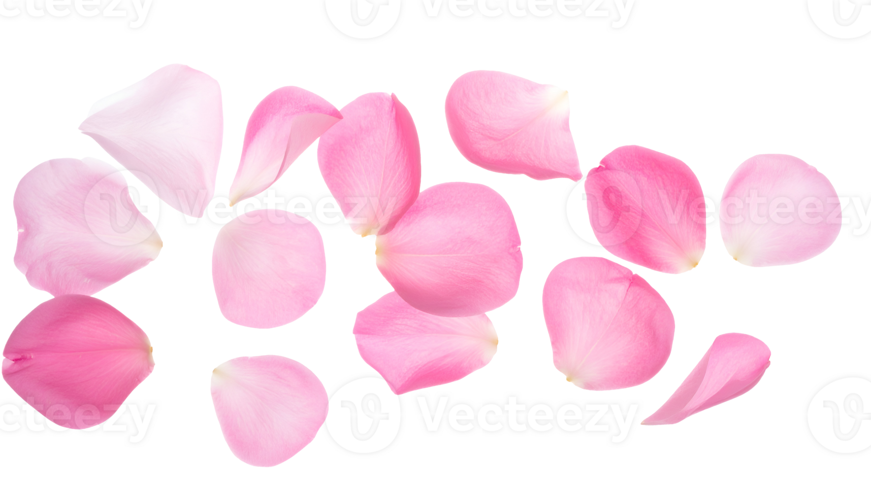 pink rose petals scattered and floating on isolated background in soft romantic floral concept png