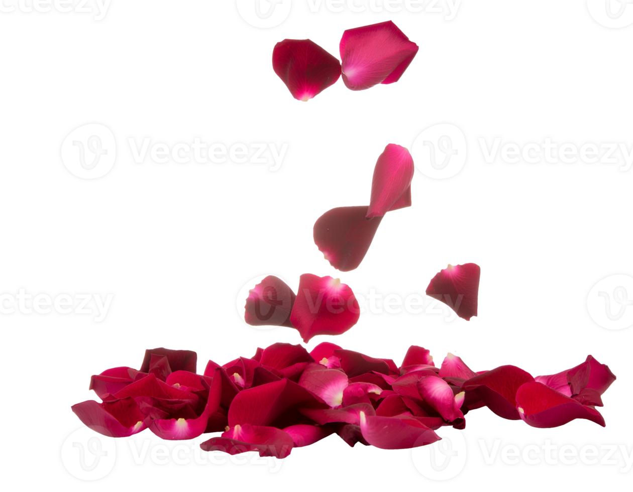 falling red rose petals, romantic floral decoration with scattered blooms on isolated background, elegant nature elements for design png