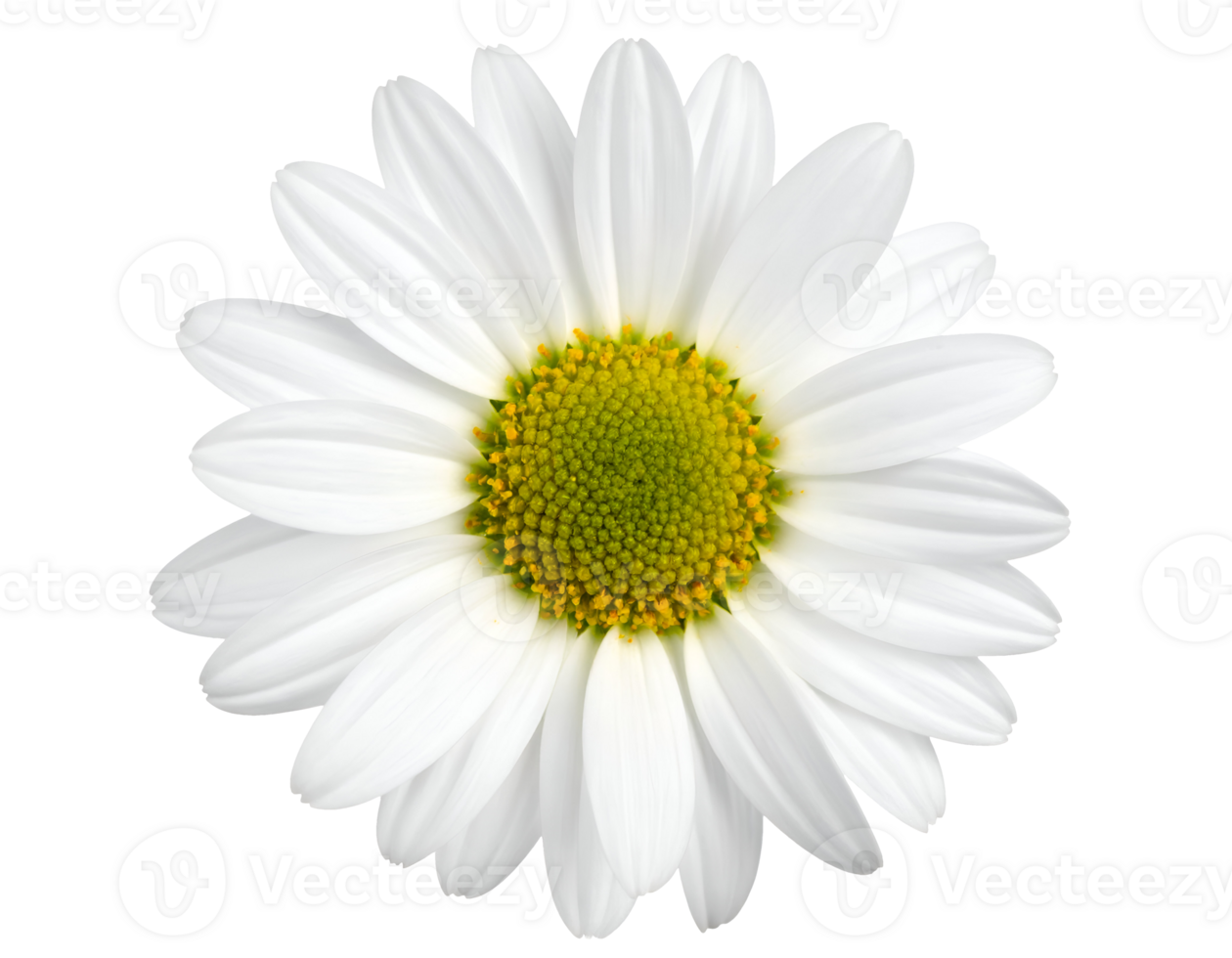 top view of a white daisy flower with yellow green center on isolated background, clean botanical element for natural and minimalist design png