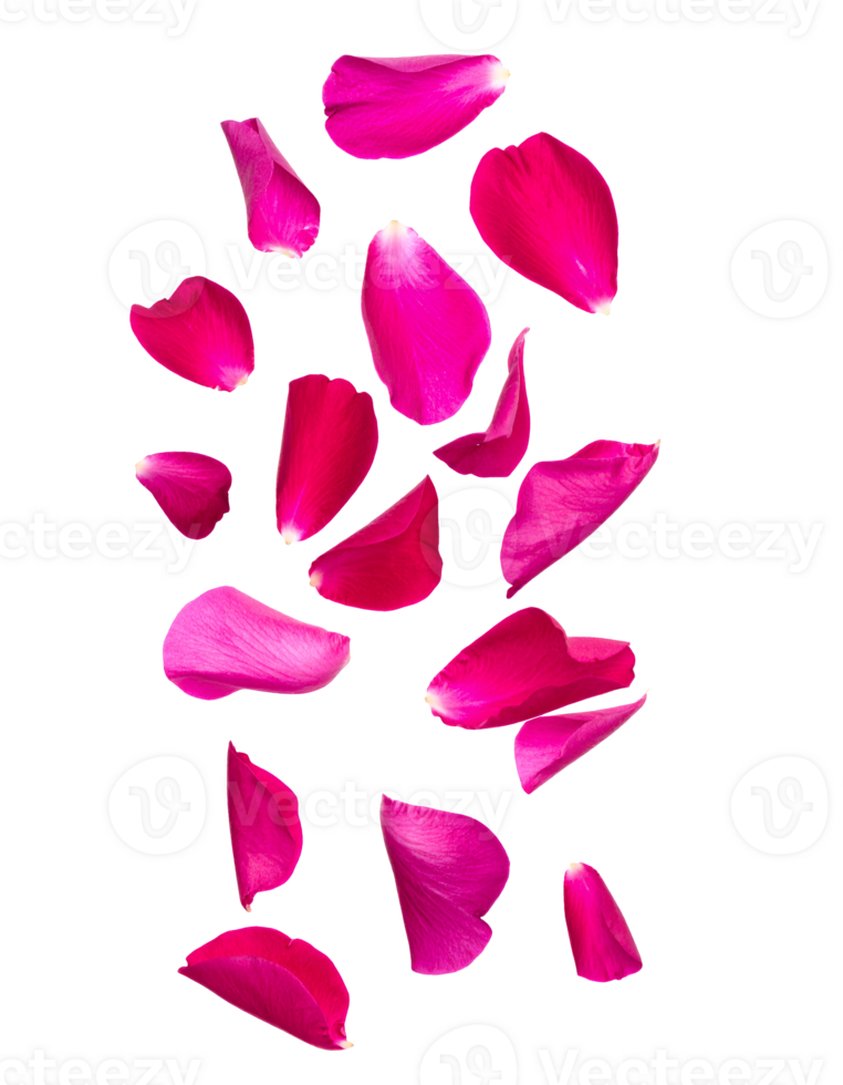 falling hot pink rose petals, vibrant floral elements on isolated background, romantic decorative texture for design projects png
