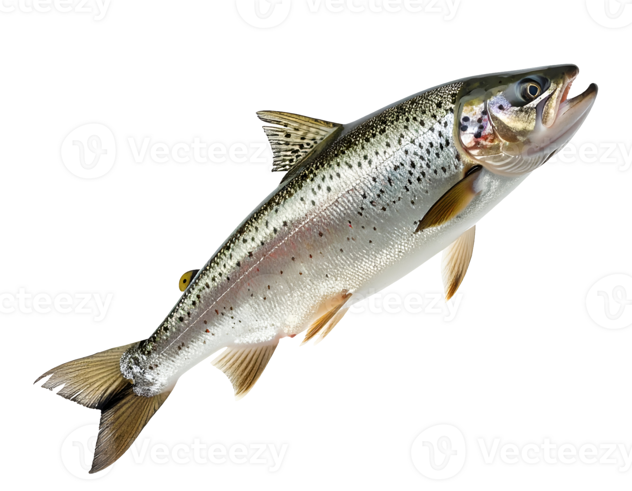 realistic photograph of a full jumping trout fish with shiny scales and open mouth on isolated background png