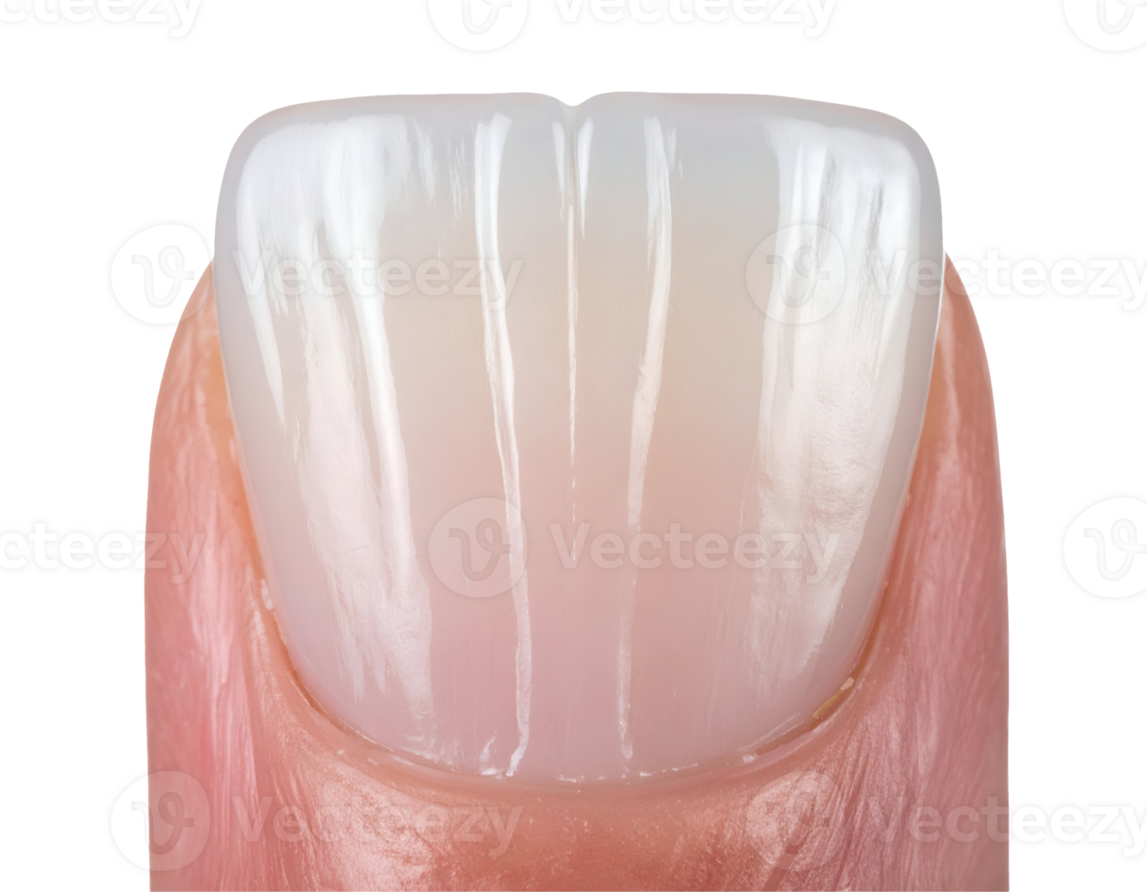 macro close-up of healthy human fingernail on isolated background with clean natural texture for manicure or nail care concept png