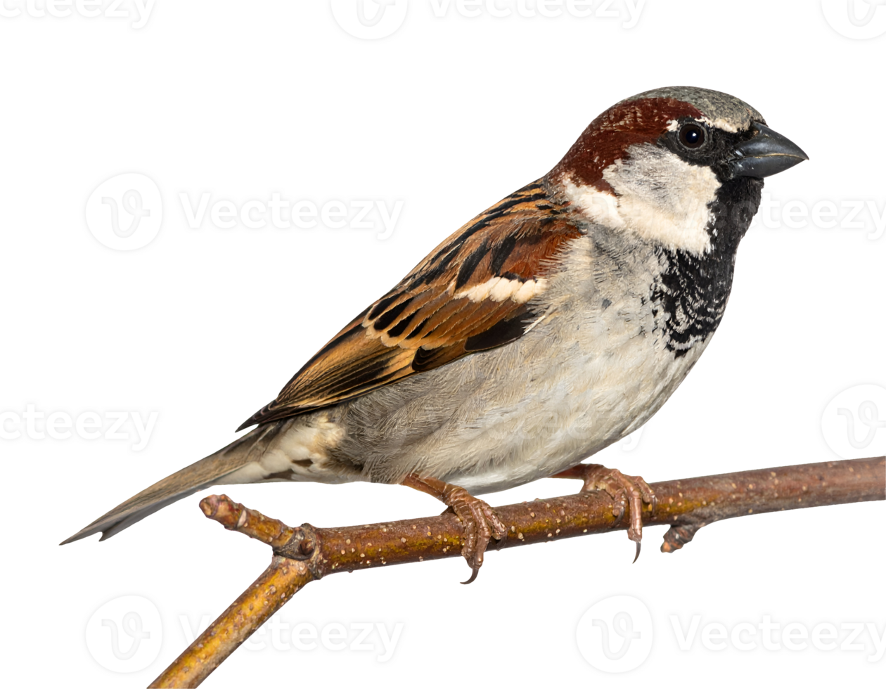 tiny house sparrow perched on a dry twig on isolated background, close-up of small wild bird in natural pose png