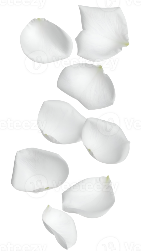 falling soft white rose petals in mid-air isolated on white background, romantic floral elements for wedding design, love themes, and gentle nature concepts png