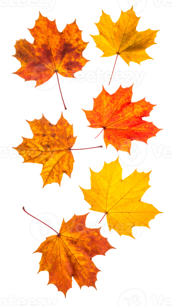 collection of colorful maple leaves falling in mid-air, isolated on white background, autumn foliage in red orange and yellow tones png