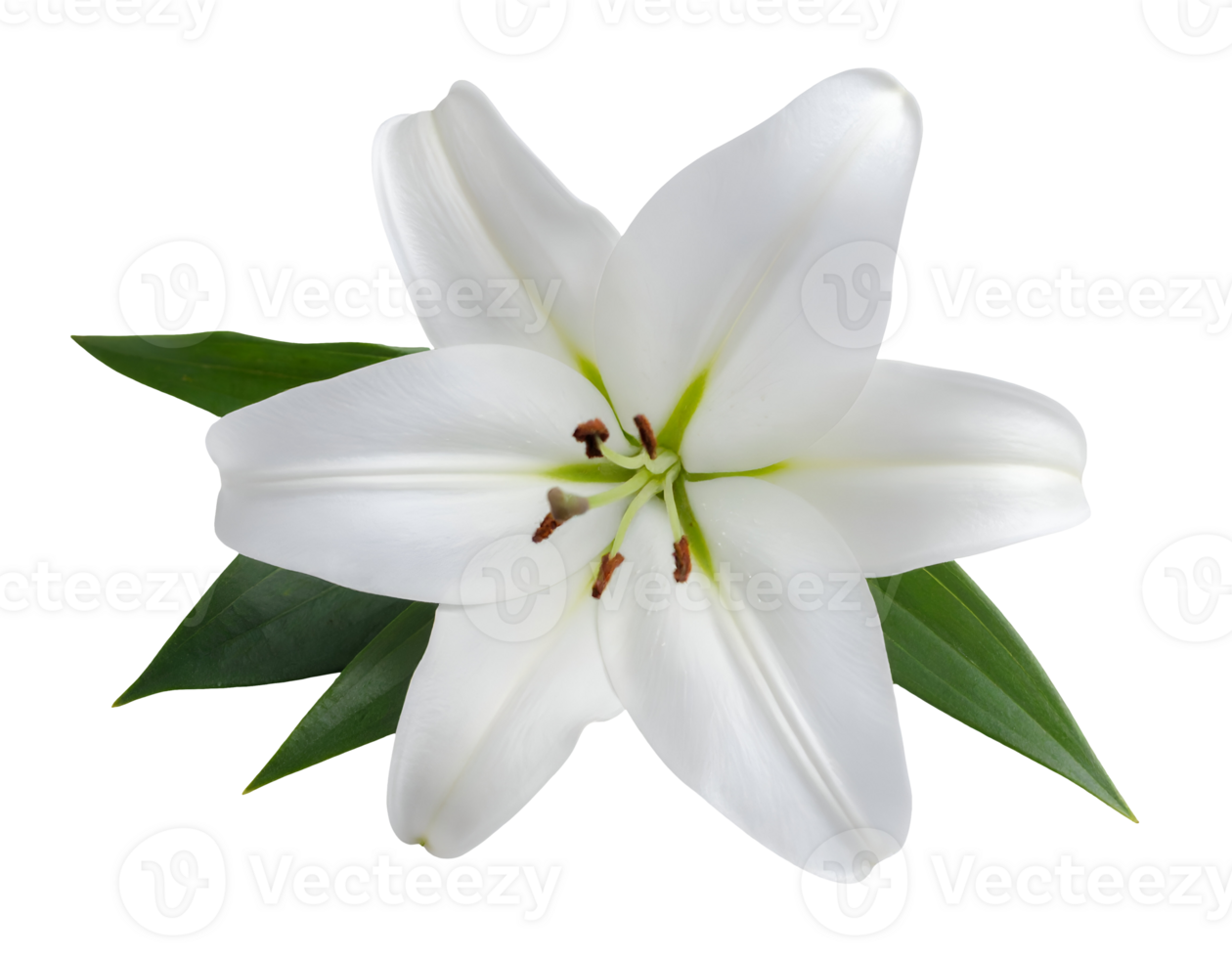 top view of white lily flower in full bloom with green leaves on isolated white background, realistic floral botanical illustration for elegant nature design png