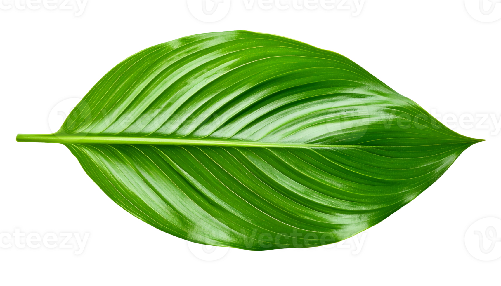 symmetrical glossy tropical green leaf with defined veins and smooth texture, botanical natural design element, on isolated background png