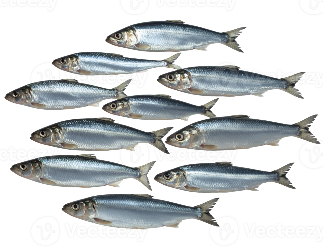 realistic silver fish school of freshwater sardines with shiny scales, swimming aligned side by side, natural seafood concept on isolated background png