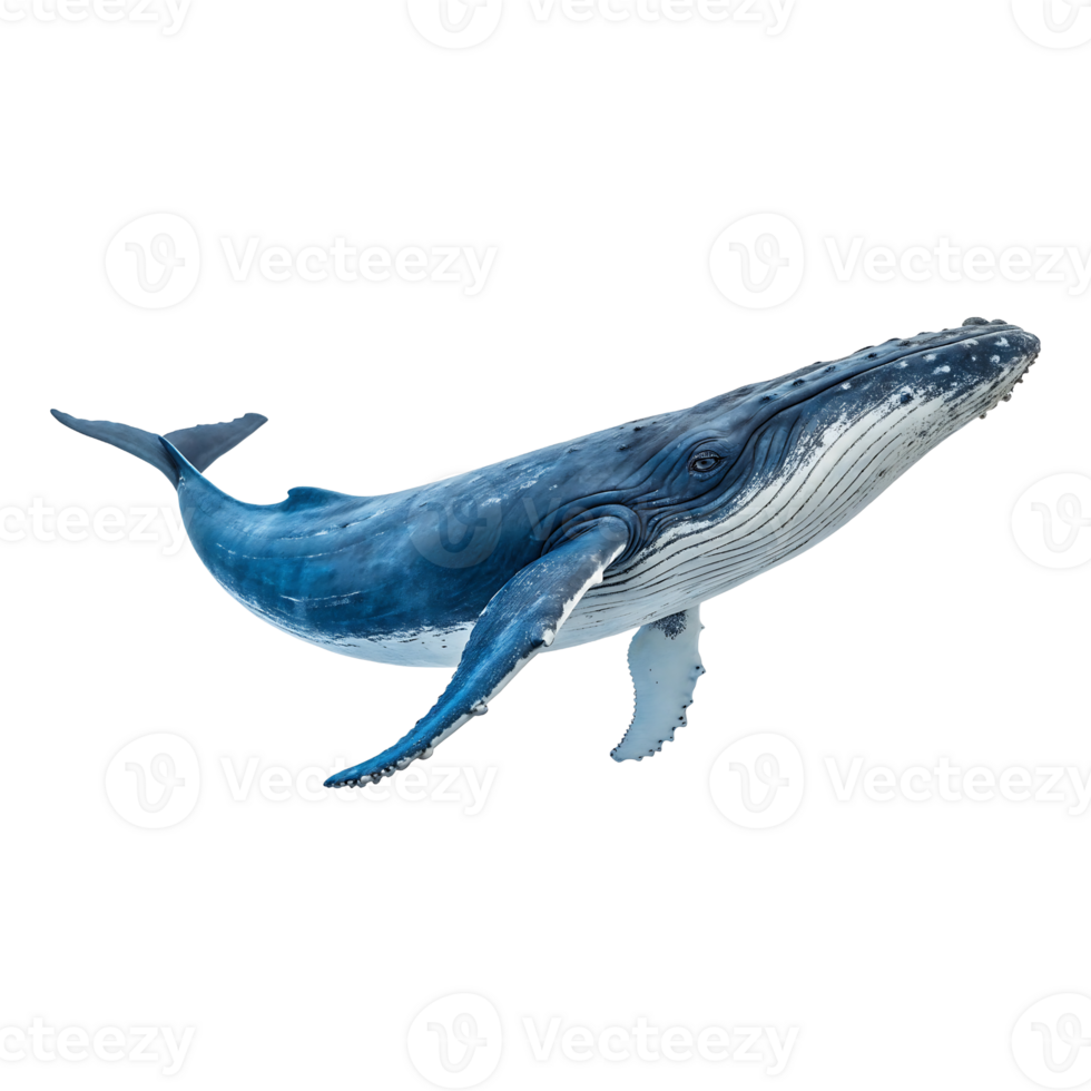 Realistic Humpback Whale Illustration with Streamlined Body and Distinct Blue Tones png