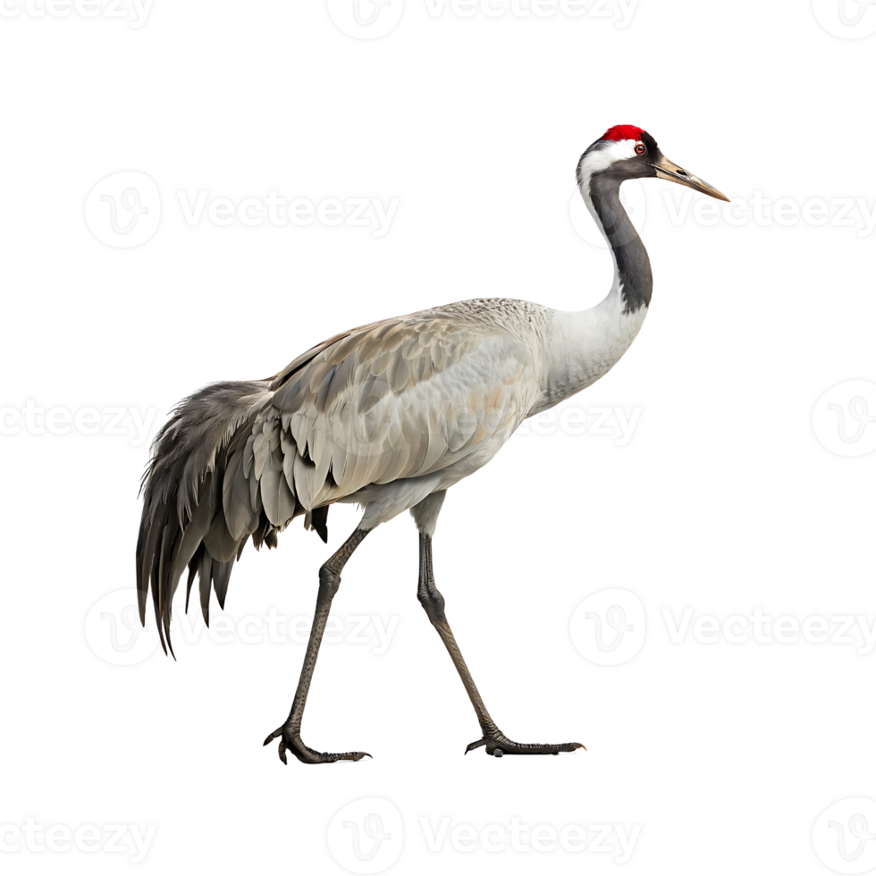 Elegant Crane Bird with Long Neck and Distinctive Red Head Patch png