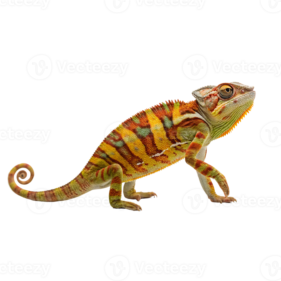 Vibrant Patterned Chameleon with Curled Tail on Transparent Background png
