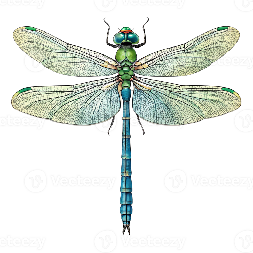 Intricate Dragonfly Illustration with Transparent Wings and Colorful Body png
