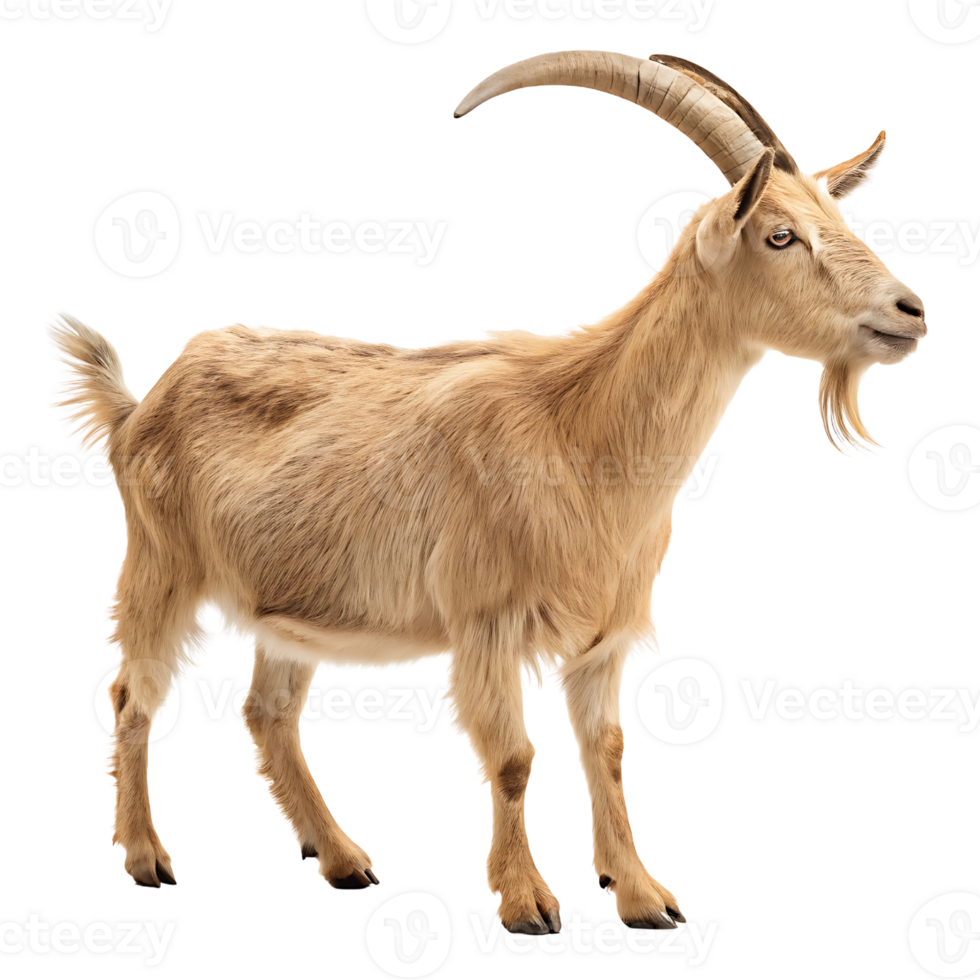 Majestic Light Brown Goat with Curved Horns on Transparent Background png