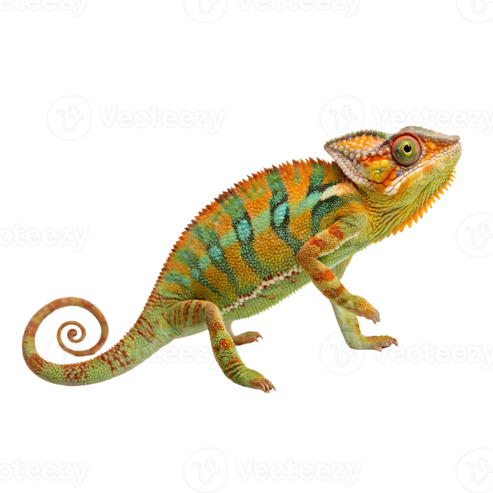 Colorful Chameleon with Spiral Tail on Transparent Background png