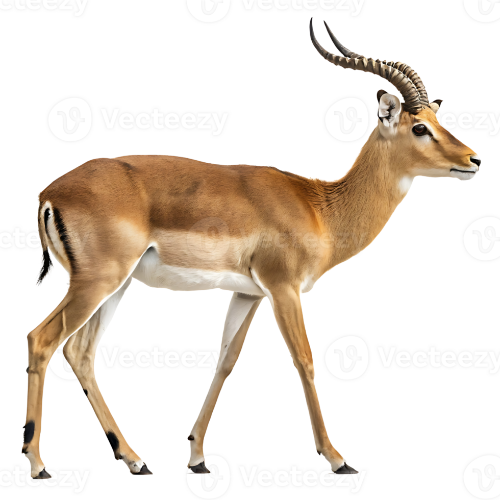 Elegant Impala Antelope with Iconic Horns png