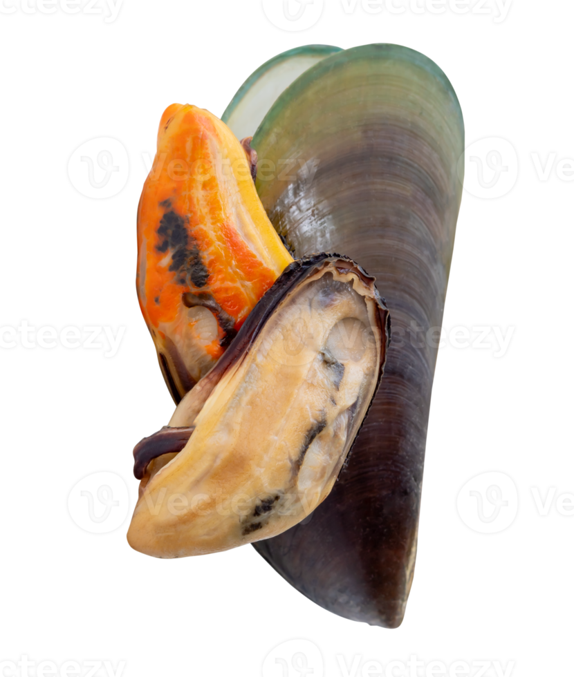 Three cooked or steamed and peeled green mussels with green mussels meat in stack isolated in file format png
