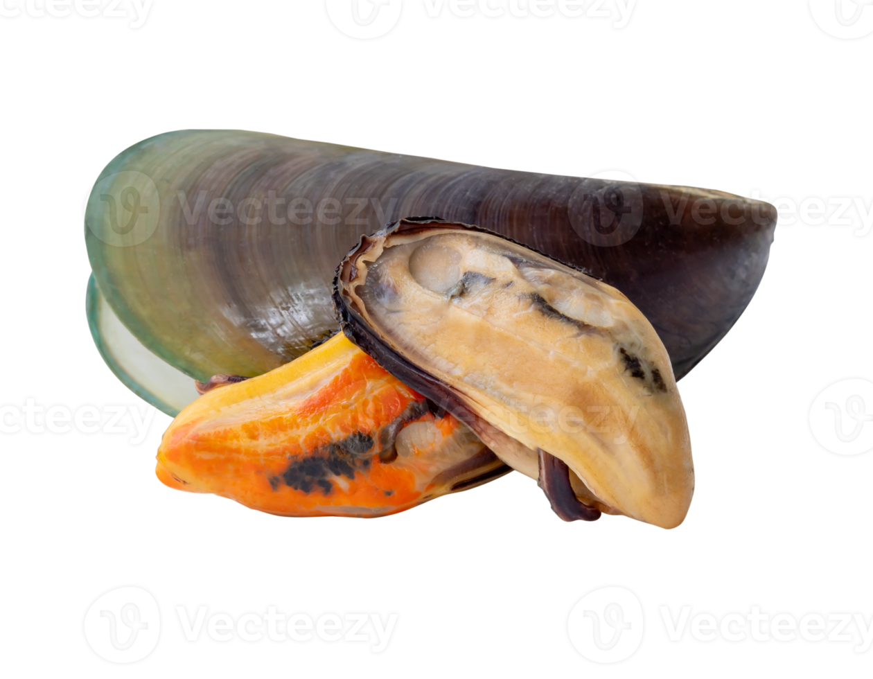 Three cooked or steamed green mussels with green mussels meat in stack isolated in file format png