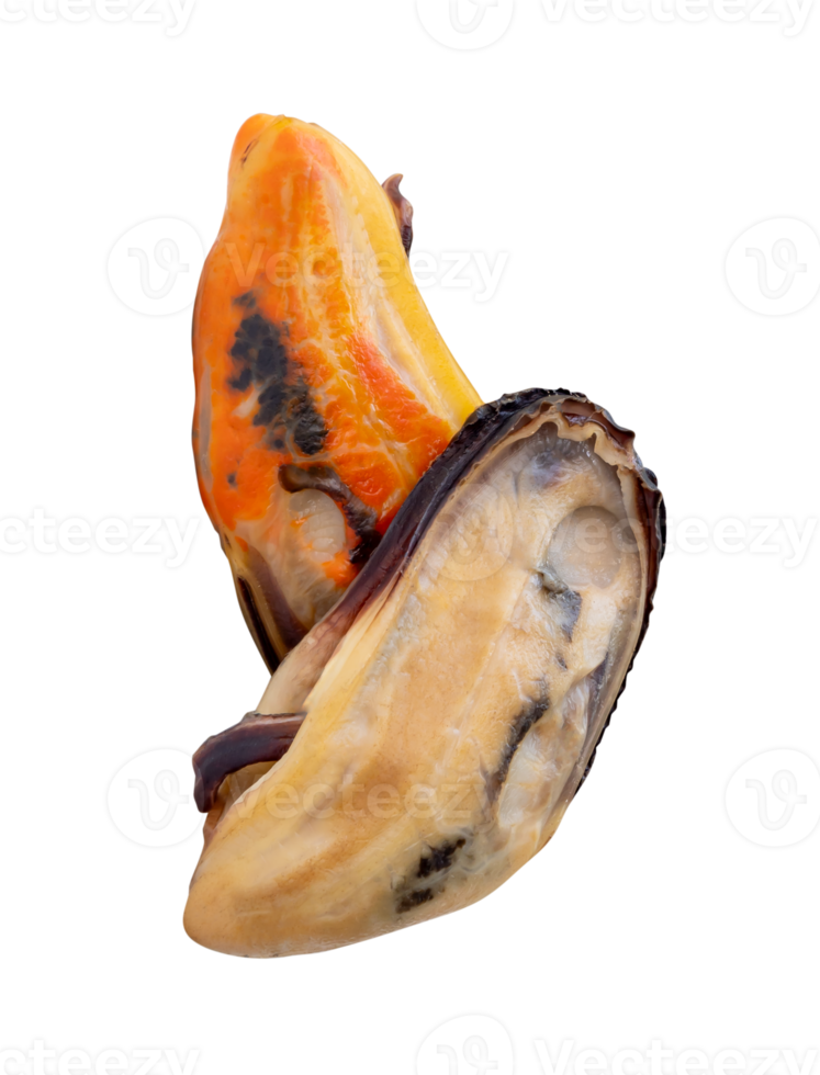 Side view of two cooked green mussels meat isolated in file format png