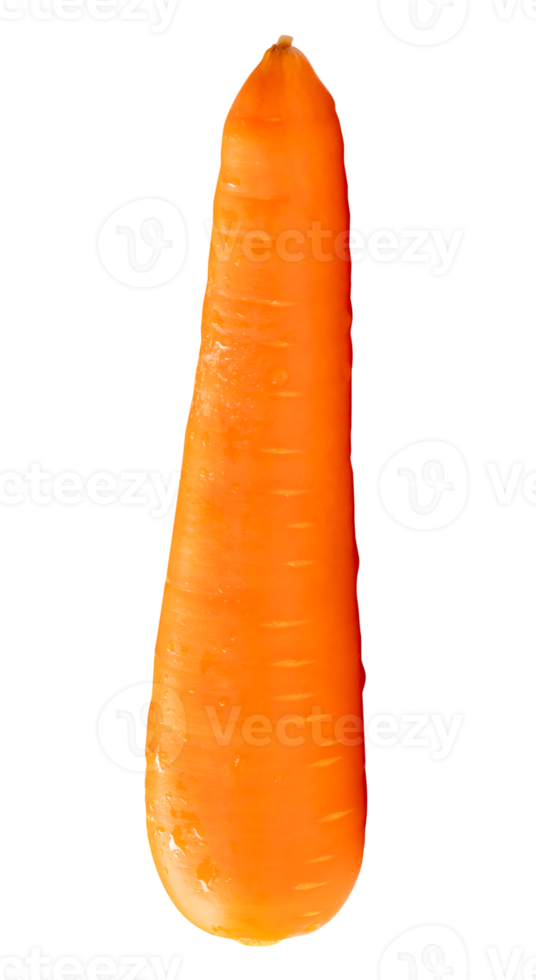 Single orange carrot root isolated with clipping path in file format png