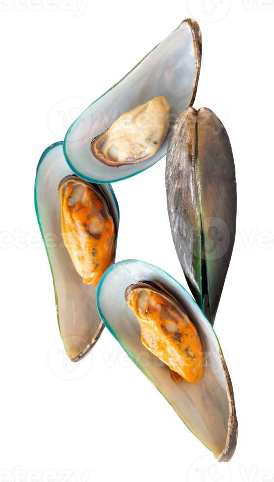 Top view of four cooked or steamed green mussels in stack isolated with clipping path in file format png