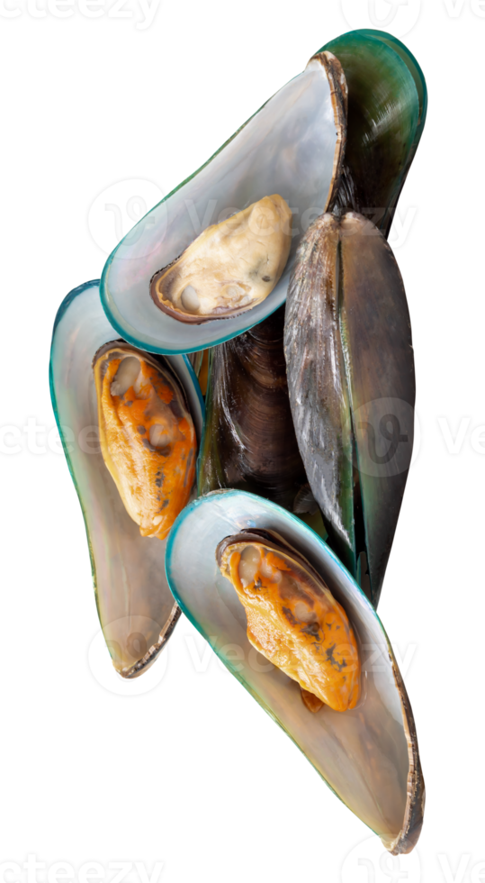 Steamed green mussels in stack isolated with clipping path in file format png