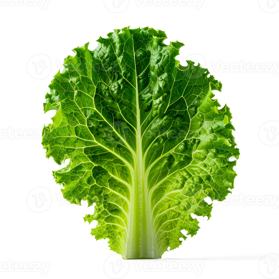 Lettuce leaf, transparent background png