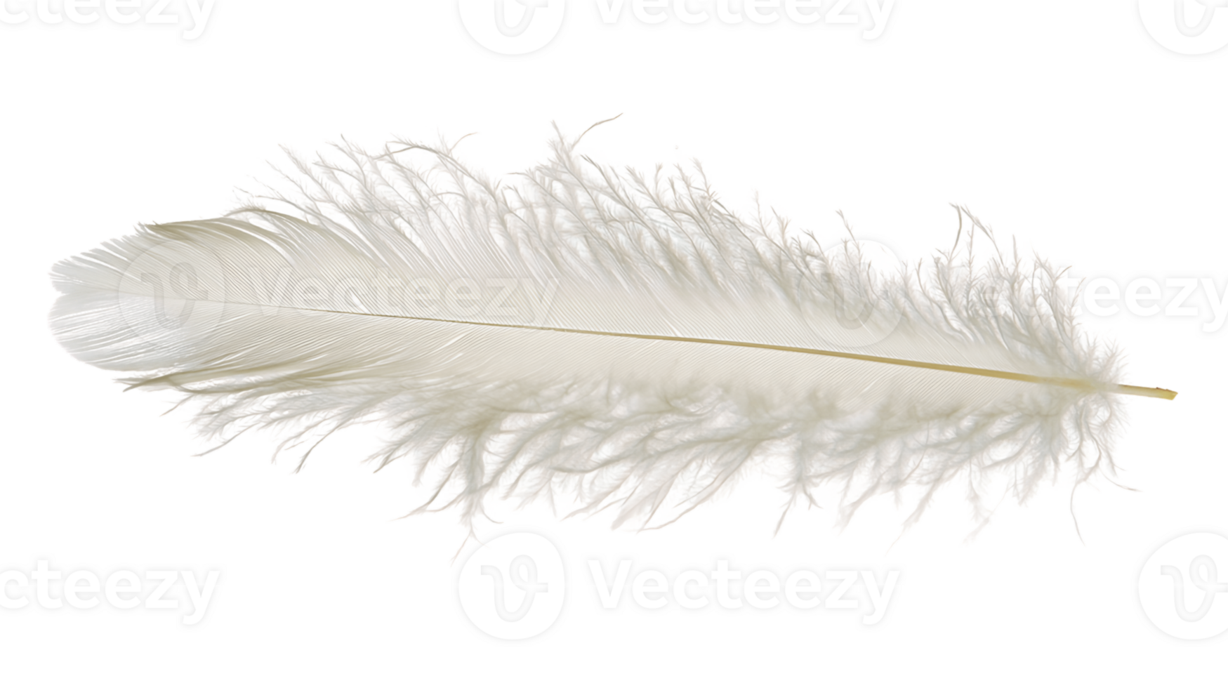 Single Off White Feather with Delicate Texture on Transparent Background png