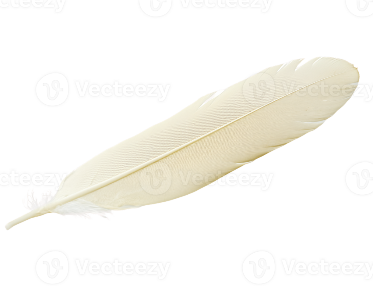 Single Off-White Feather with Intricate Texture on Transparent Background png