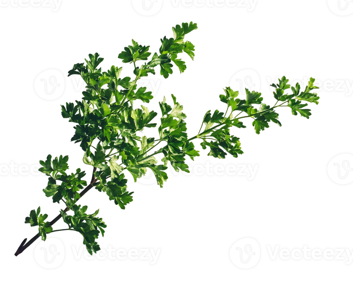 Variegated Green Sprig with Leaves on Transparent Background png