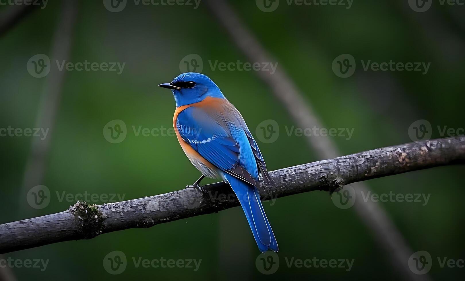 A blue bird sit on tree1 photo