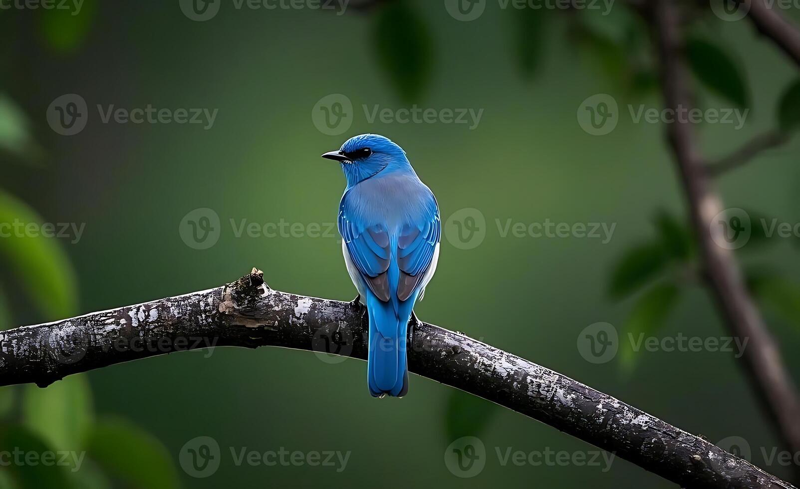 A blue bird sit on tree photo
