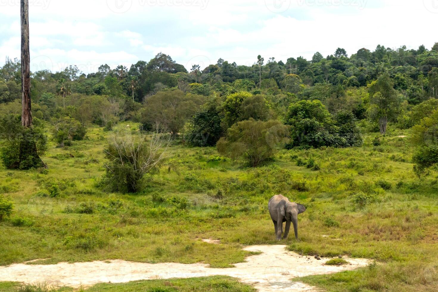 A Sumatran elephant at an elephant sanctuary in Minas, Riau, Indonesia photo