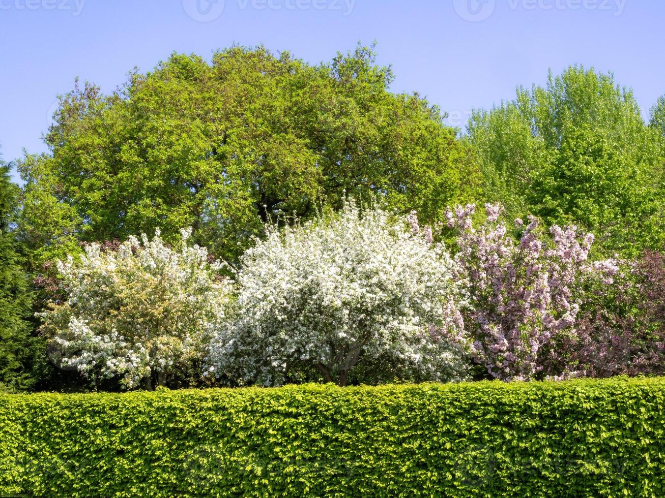 Trees with spring foliage and blossom seen behind a hedge photo