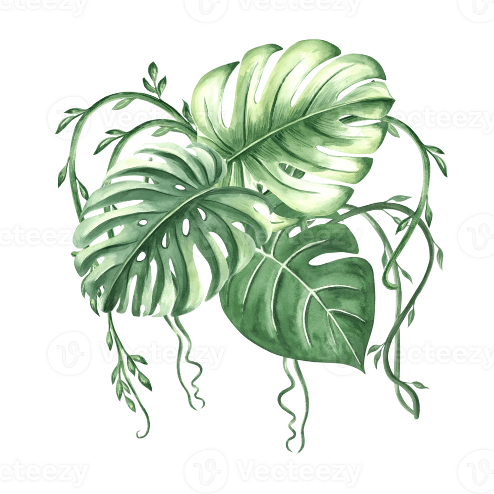 Monstera and liana watercolor tropical green leaves isolated illustration for summer rainforest design. Hand drawn foliage jungle plant in realistic botanical style. Clipart of palm exotic greenery. png