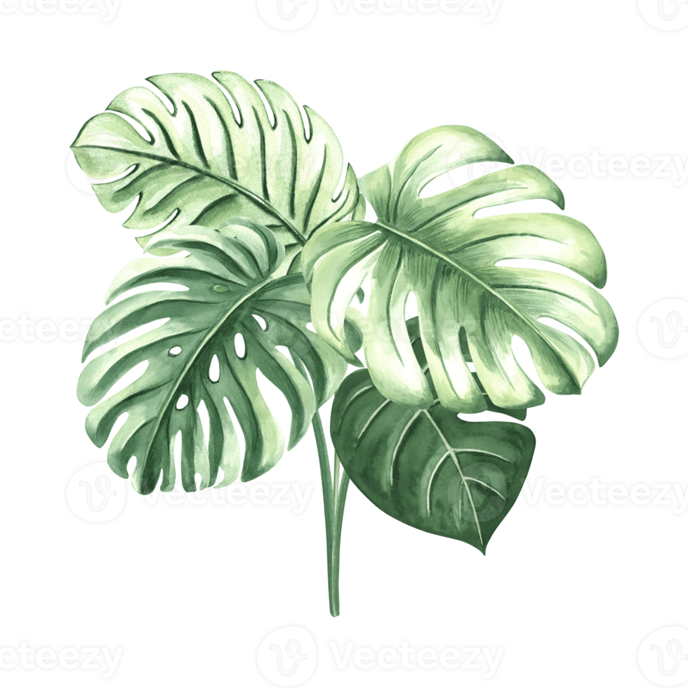 Watercolor tropical green leaves of monstera isolated illustration for summer rainforest design. Hand drawn palm foliage and jungle plants in realistic botanical style. Clipart of lush exotic greenery png
