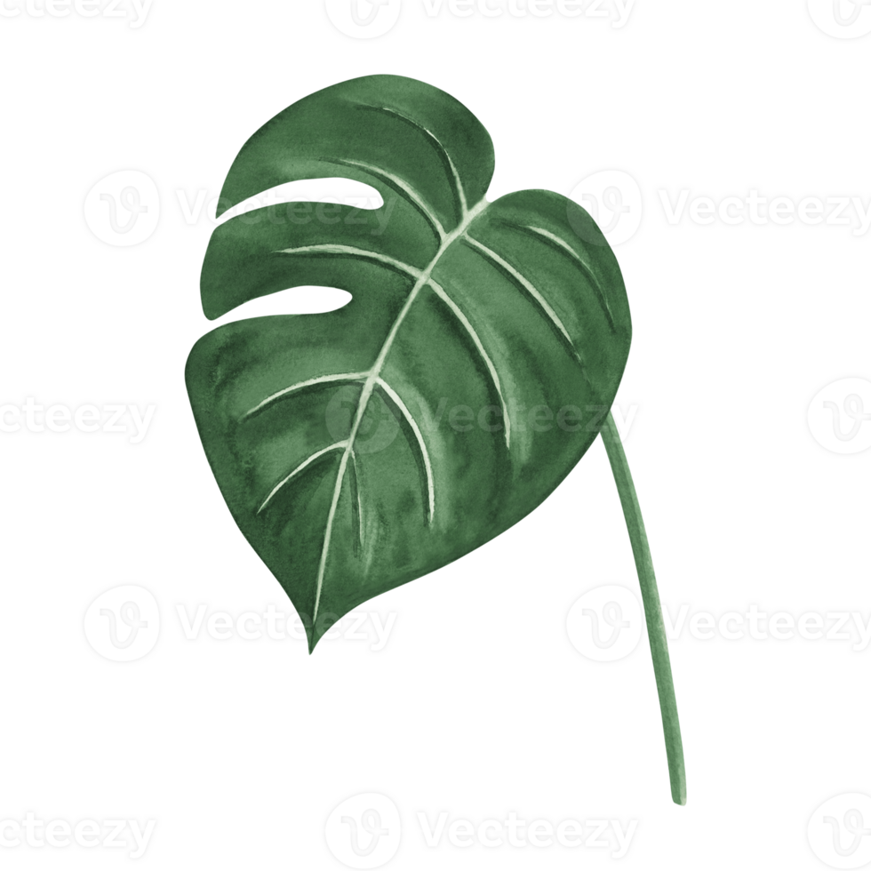 Watercolor tropical leaf of green monstera isolated illustration for summer rainforest design. Hand drawn green jungle plant in realistic botanical style. Clipart for spring foliage background, print png
