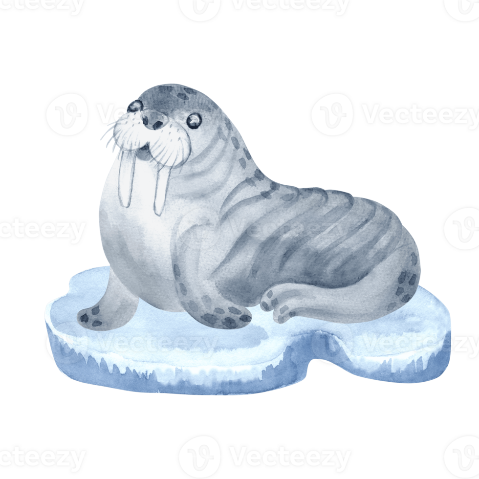 Walrus sitting on ice floe cute sea character watercolor illustration for baby design. North wild animal isolated. Hand drawn underwater inhabitant of arctic ocean. Marine mammal in kids cartoon style png