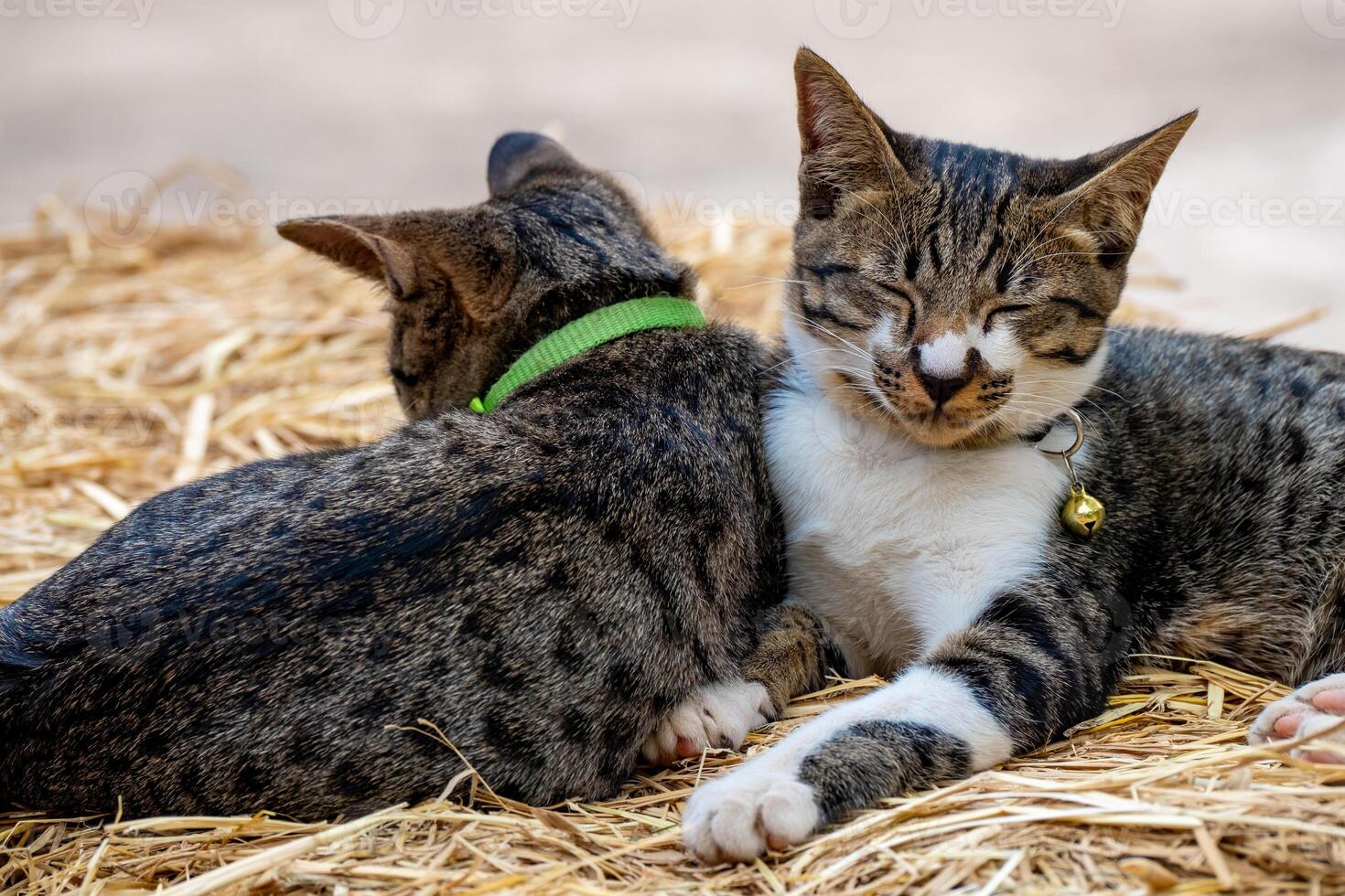Close-up of two tabby cats peacefully sleeping side by side on straw, showing a heartwarming moment of comfort, companionship, and feline affect photo