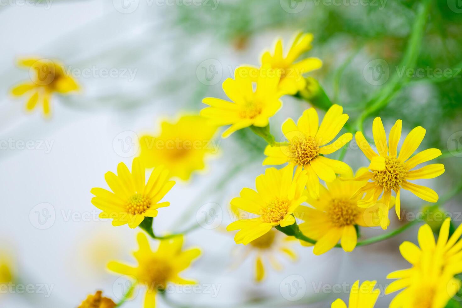 Bright yellow daisy like flowers in full bloom with a soft, white background. A fresh and vibrant image representing spring or summer floral beauty. photo
