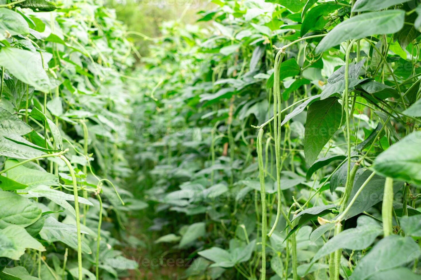 Fresh green long beans growing abundantly on lush vines in an organic farm. The vibrant green rows create a natural tunnel, highlighting sustainable farming and healthy vegetable cultivation photo
