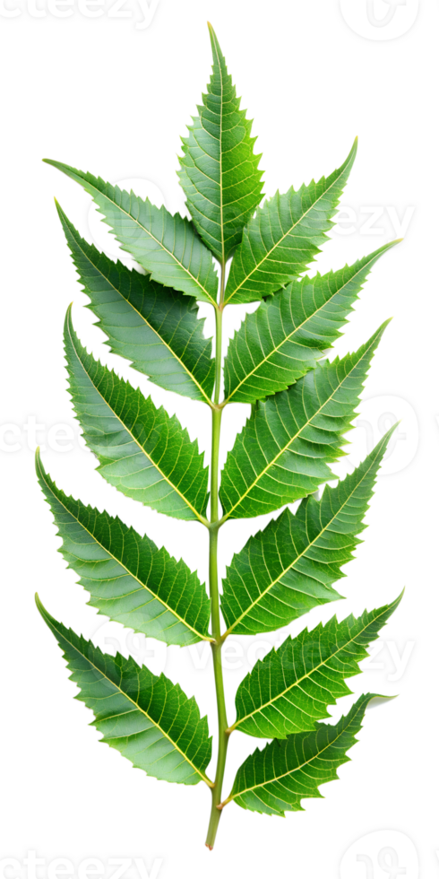 green leaf of neem png