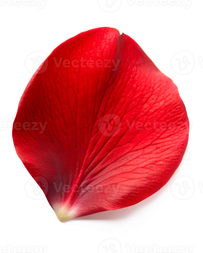 red rose petal png
