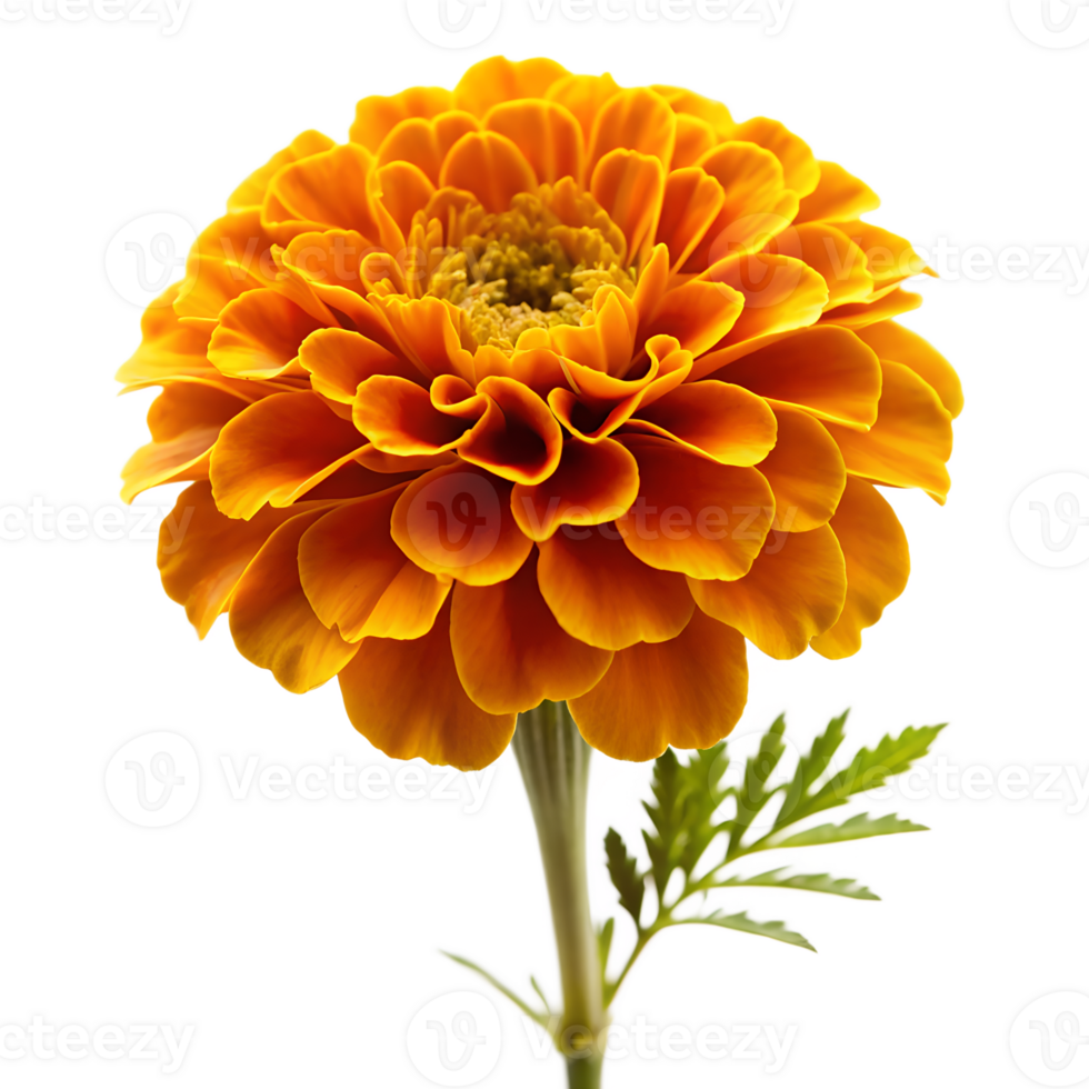 yellow chrysanthemum isolated png