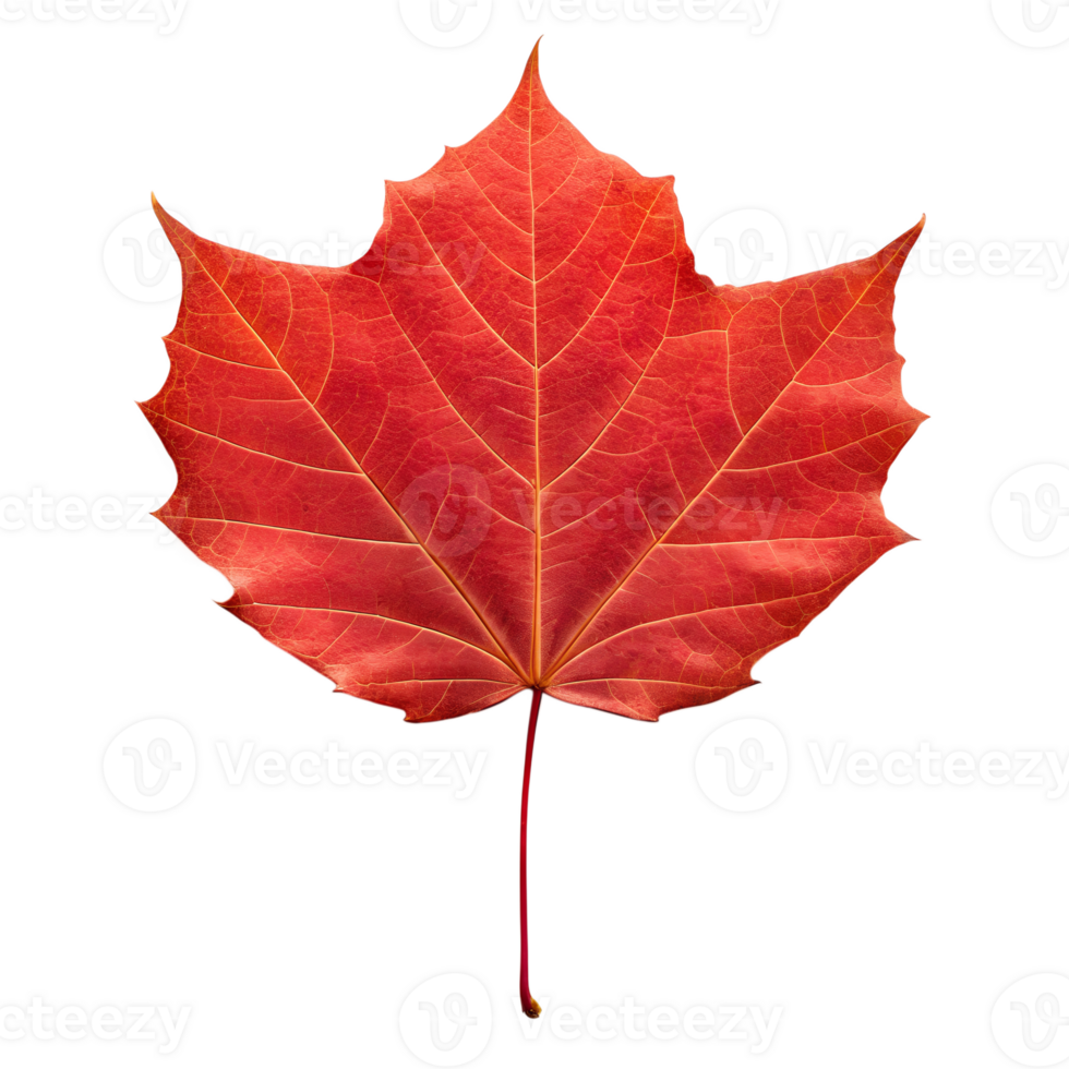 radish color maple leaf png