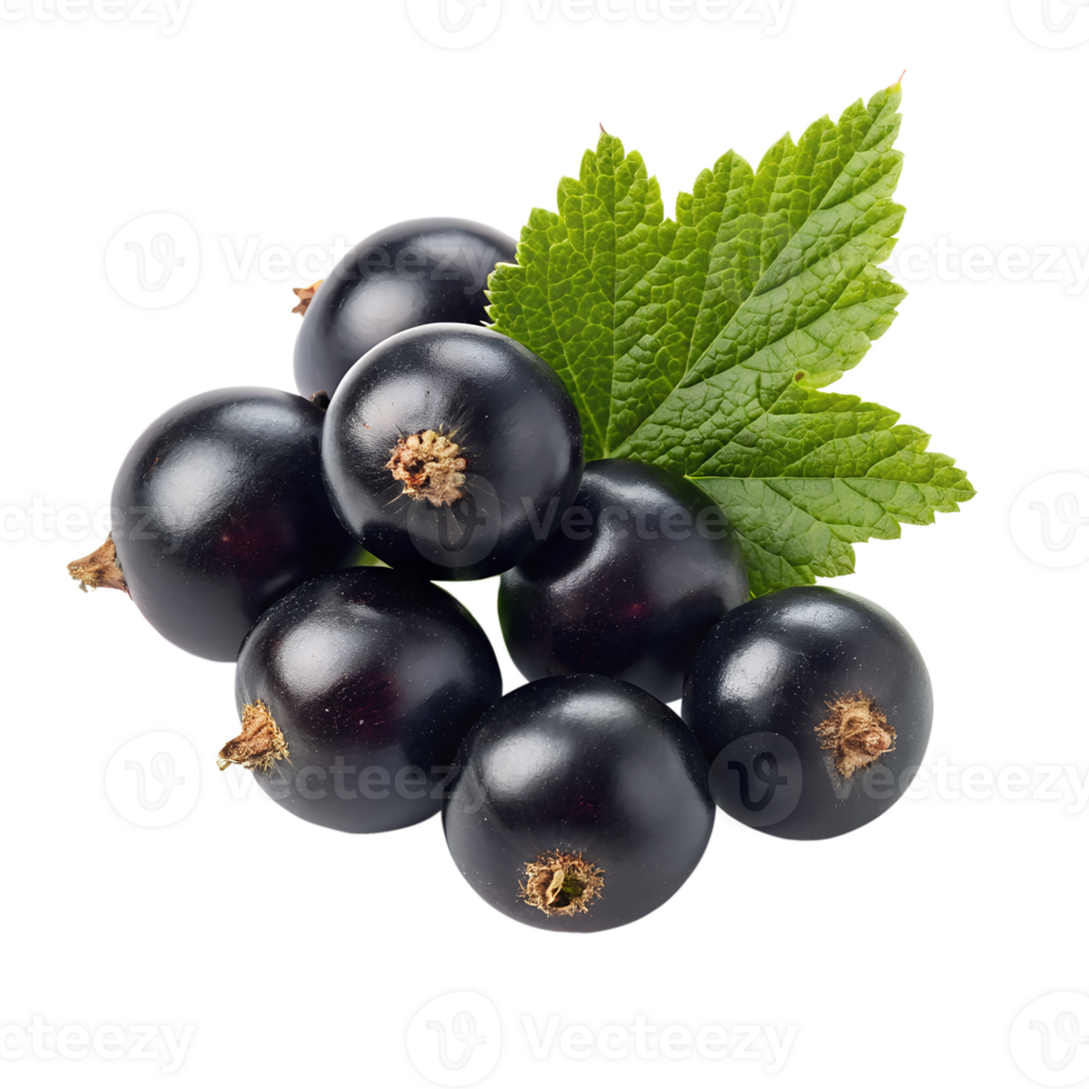 black currant isolated png