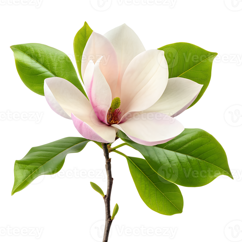 pink magnolia flower png